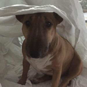 Meet your Posher, Debi